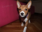 Basenji pejsek s PP  - ATHEO - ihned k odb�ru