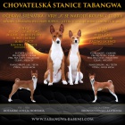 Basenji pejsek s PP  - ATHEO - ihned k odb�ru