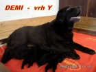 Zlat� retriever + Labradorsk� retriever