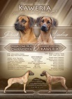 Rhodesian Ridgeback - �teniatka s PP na predaj
