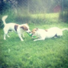 dva jack russelov� ke kryt�