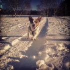 dva jack russelov� ke kryt�