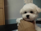 Bi�onek - Bichon Fris�