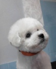 Bi�onek - Bichon Fris�
