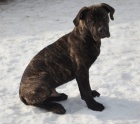 Boerboel �t�n� s PP