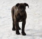 Boerboel �t�n� s PP