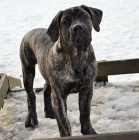 Boerboel �t�n� s PP