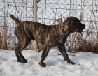 Boerboel �t�n� s PP