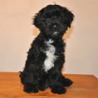 Tibetsk� teri�r - pejsek s PP