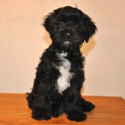 Tibetsk� teri�r - pejsek s PP