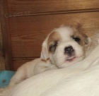 Parson russel terier - �t��ata s PP