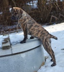 Boerboel PP - fene�ka ji� k odb�ru