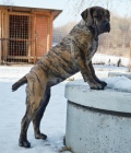 Boerboel PP - fene�ka ji� k odb�ru
