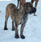 Boerboel PP - fene�ka ji� k odb�ru