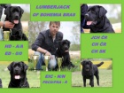 Labradorsk� retriever
