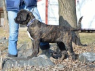 Cane corso - �t��ata s PP