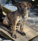 Boerboel �t��ata s PP na prodej