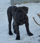 Boerboel �t��ata s PP na prodej