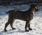 Boerboel �t��ata s PP na prodej
