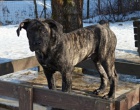 Boerboel �t��ata s PP na prodej