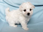 Bi�onek - Bichon Fris�