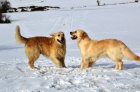 Zlat� retriever (golden retrieve) - �t���tka s PP
