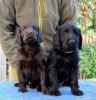 Flat Coated Retriever - �t���tka �ern� a hn�d�.