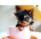 York��rsk� teri�r na prodej s PP