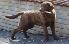Chesapeake bay retriever s PP(jako labradorsk� r.)