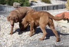 Chesapeake bay retriever s PP(jako labradorsk� r.)