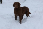 Chesapeake bay retriever s PP(jako labradorsk� r.)