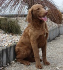 Chesapeake bay retriever s PP(jako labradorsk� r.)
