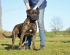 Cane corso - mlad� fenka s PP