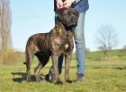 Cane corso - mlad� fenka s PP