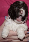 Lagotto Romagnolo - Roma�olsk� vodn� pes