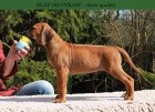 Rhod�sk� Ridgeback s PP