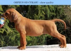 Rhod�sk� Ridgeback s PP