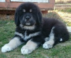 Tibetsk� doga - �t���tka k odb�ru