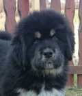 Tibetsk� doga - �t���tka k odb�ru