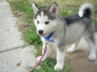 Sibi�sk� husky