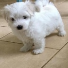 Malt�zsk� ps�k na prodej bez PP