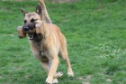 Belgick� ov��k - malinois