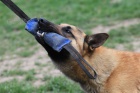 Belgick� ov��k - malinois