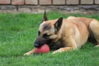 Belgick� ov��k - malinois