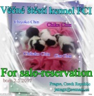 �t��ata s P.P.