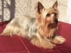 Australsk� silky teri�r