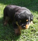 Rotvajler �t���tka