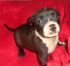 �t���tka Americk� staford��rsk� teri�r