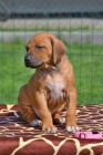 Rhodesian ridgeback �t��ata s PP
