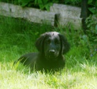 �t���tka flat coated retrievera